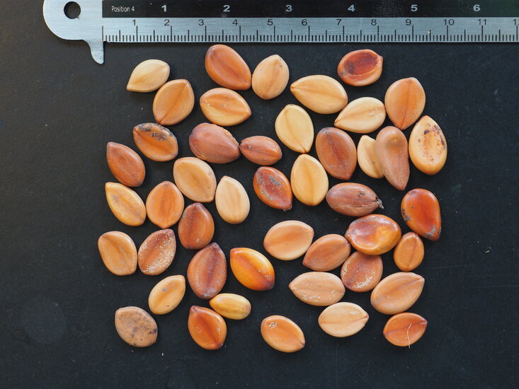 Rosa Regenbaum (Cassia grandis)