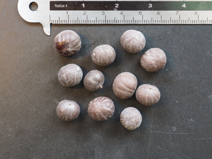 Fischschwanzpalme (Caryota mitis)