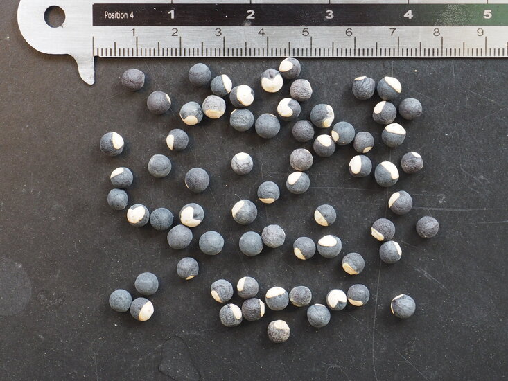 Ballonpflanze (Cardiospermum halicacabum)