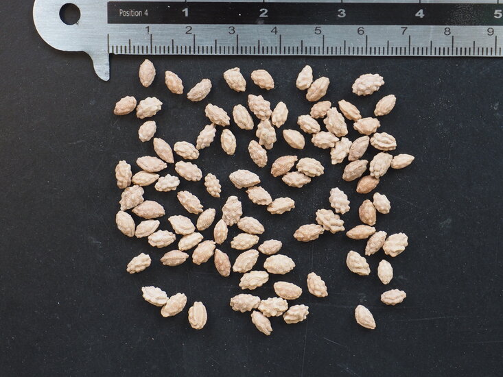 Bergpapaya (Carica pubescens)