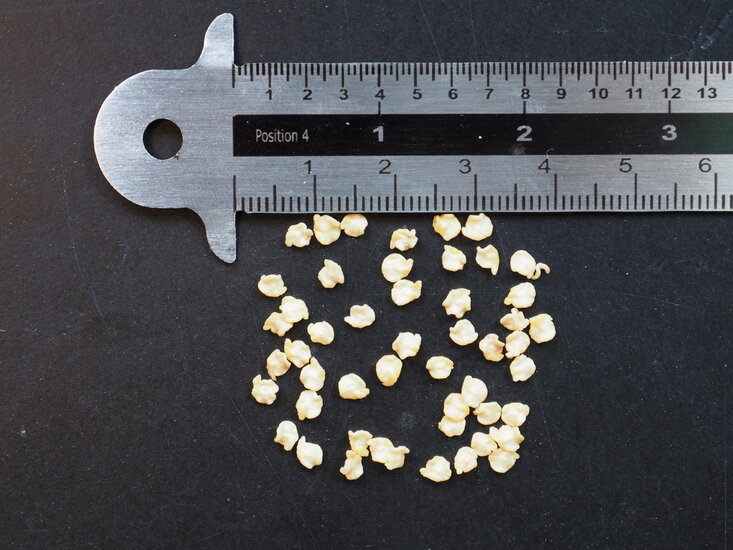 Carolina Reaper (Capsicum chinense &#039;Carolina Reaper&#039;)