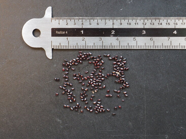 Saguaro-Kaktus (Carnegiea gigantea)