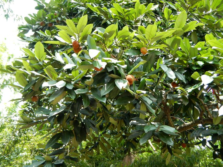 Samtapfel (Diospyros blancoi)