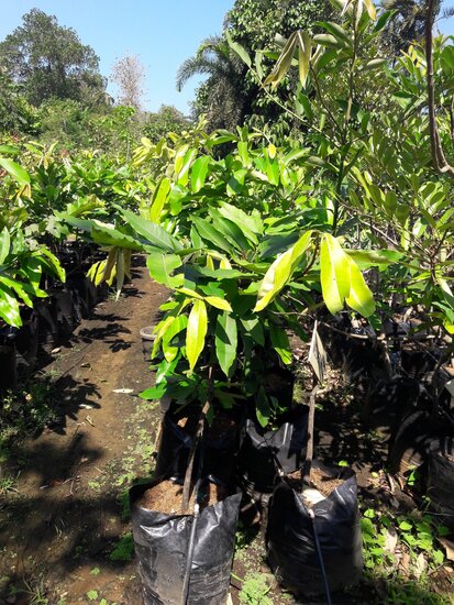 Samtapfel (Diospyros blancoi)