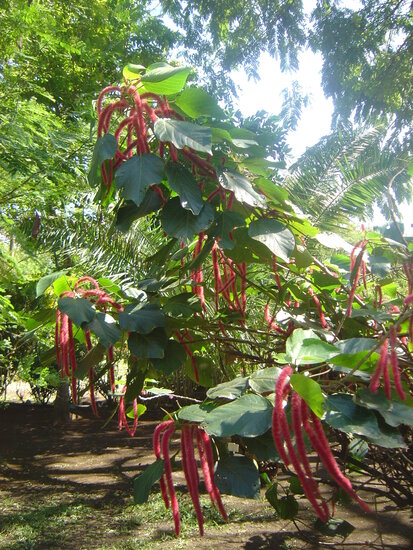 Chenillepflanze (Acalypha hispida)