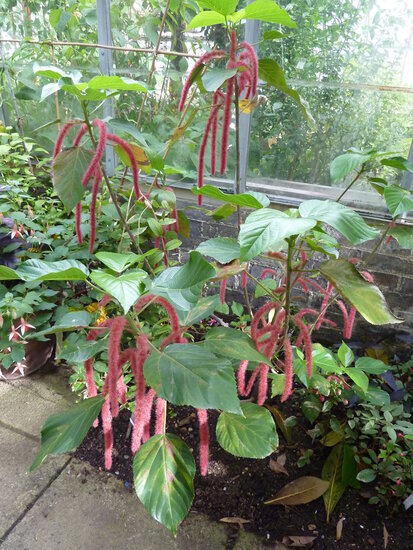 Chenillepflanze (Acalypha hispida)