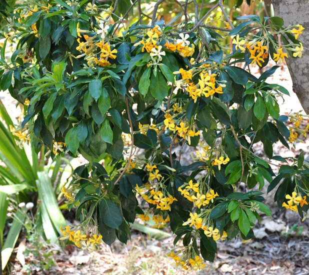 Australische Frangipani (Hymenosporum flavum)