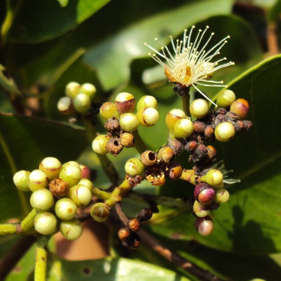 S&uuml;dindische Pflaume (Syzygium caryophyllatum)