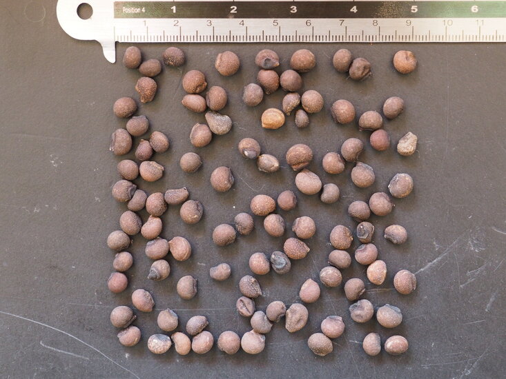 Seidenbaum (Ceiba speciosa)