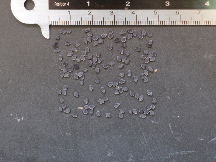 S&uuml;dafrikanischer Fingerhut (Ceratotheca triloba)