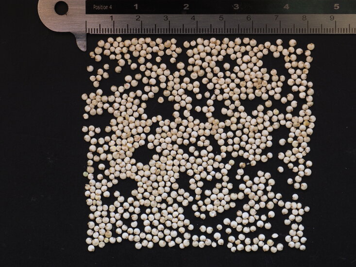Quinoa (Chenopodium quinoa)