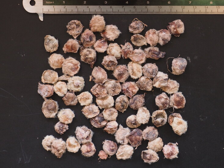 Kanonenballbaum (Couroupita guianensis)