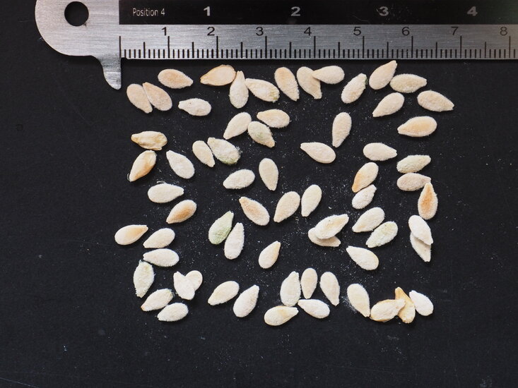 Kiwano (Cucumis metuliferus)