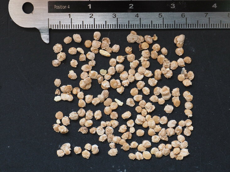 Baumtomate (Cyphomandra betacea)