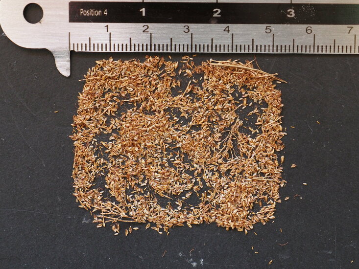 Papyrus (Cyperus papyrus)