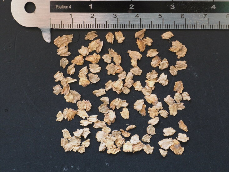 Kohlbaum (Dendroseris litoralis)