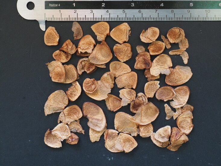 Gymealelie (Doryanthes excelsa)