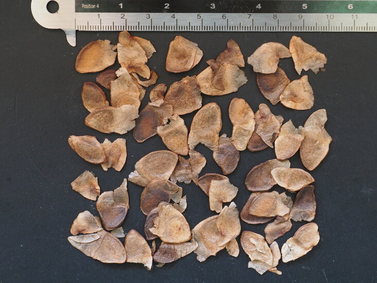 Riesenspeerblume (Doryanthes palmeri)