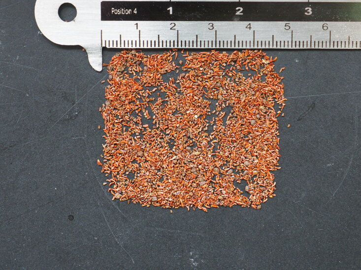 Regenbogen-Eukalyptus (Eucalyptus deglupta)