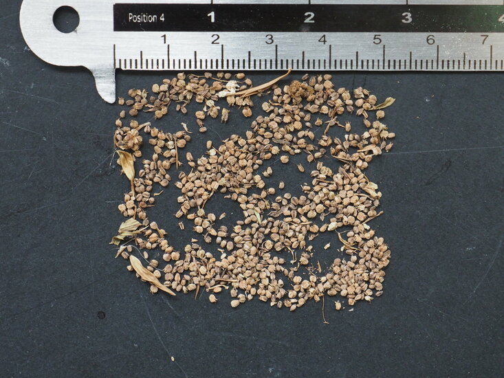 Mexikanischer Koriander (Eryngium foetidum)