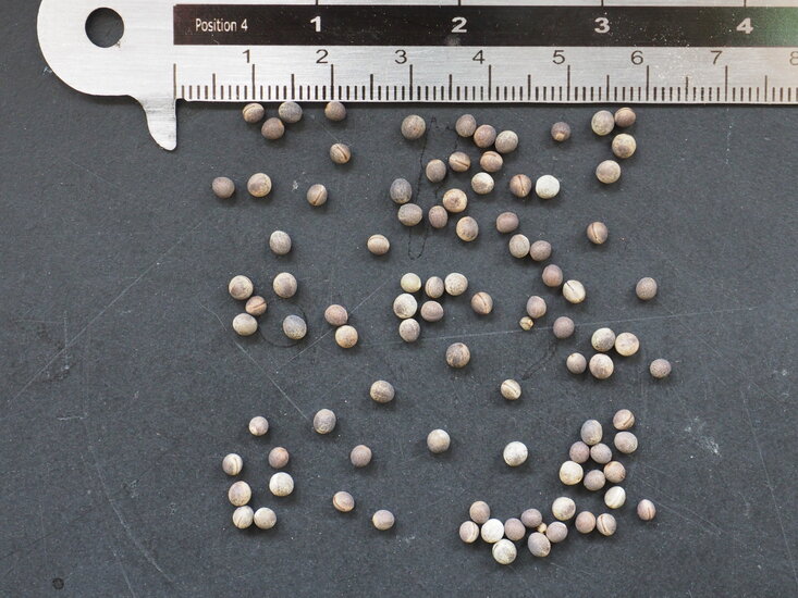 Kuhhorn-Euphorbie (Euphorbia grandicornis)