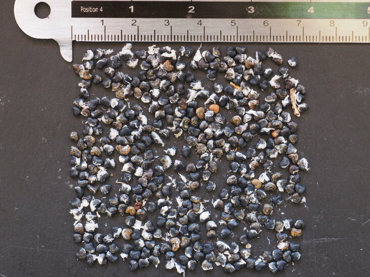 Papageienschnabel (Clianthus puniceus)