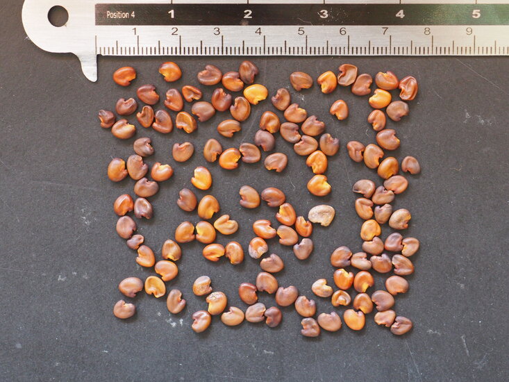 Kanarienstrauch (Crotalaria agatiflora)