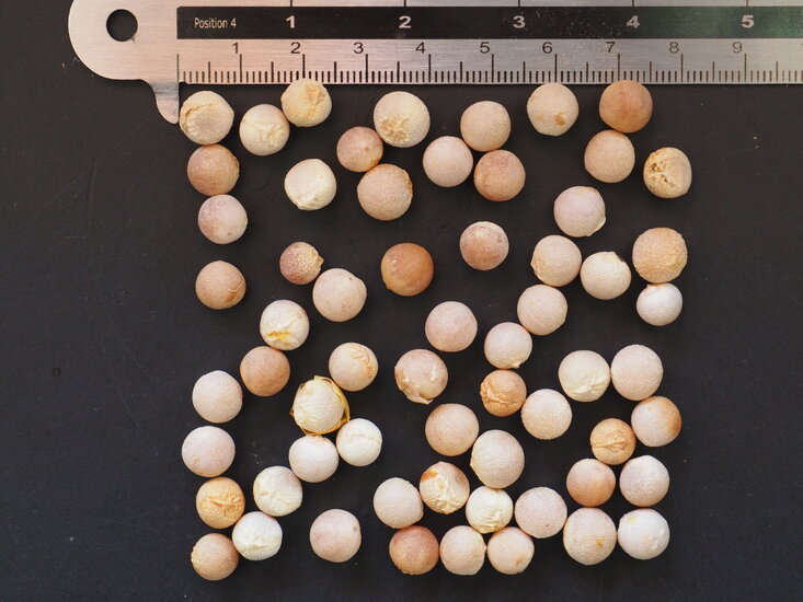 Drachenblutbaum (Dracaena draco)