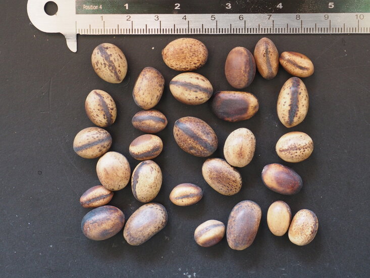 Decarys Flamboyant (Delonix decaryi)