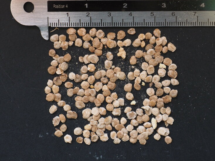 Gelbe Baumtomate (Cyphomandra betacea &#039;yellow&#039;)