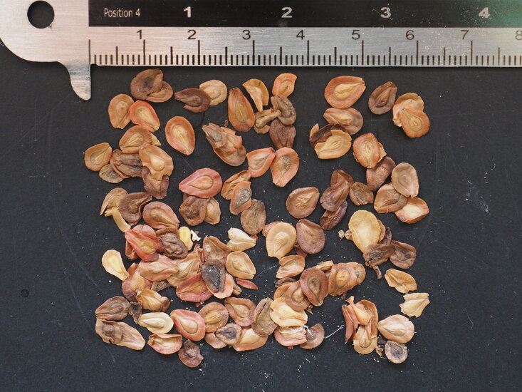 Persischer Teppichblume (Edithcolea grandis)