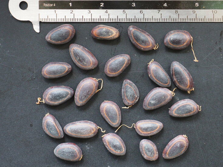 Ohrenfruchtbaum (Enterolobium cyclocarpum)