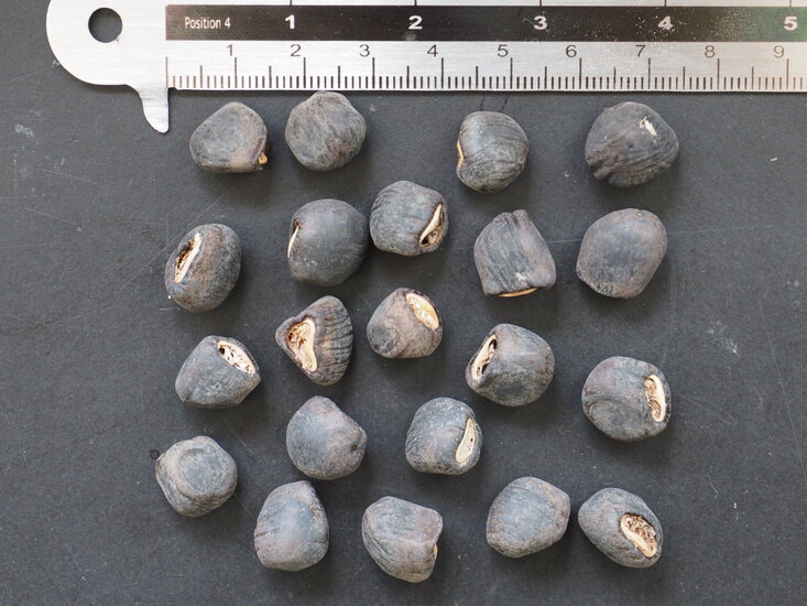 Schneebanane (Ensete glaucum)