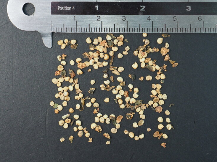 Ananasguave (Feijoa sellowiana)