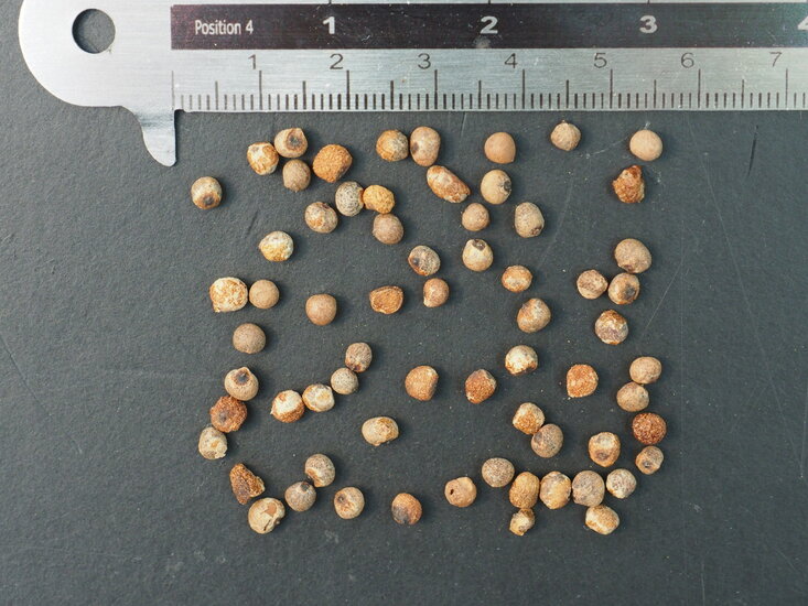 Gelbe Gloriosa (Gloriosa lutea)