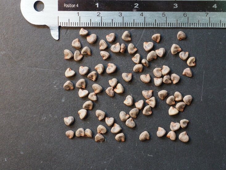 Roselle (Hibiscus sabdariffa)