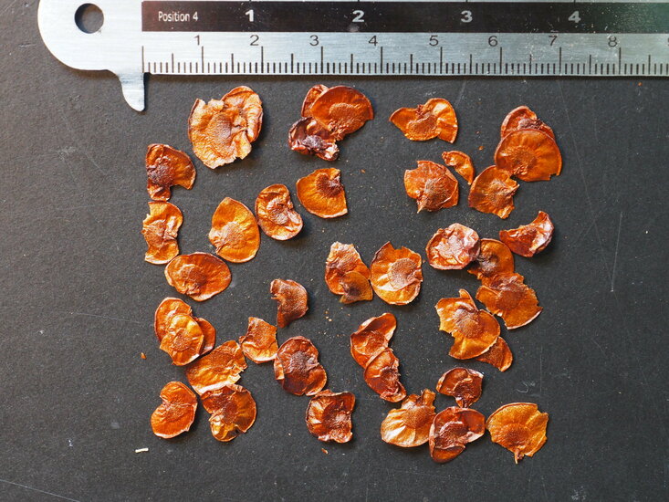 Australische Frangipani (Hymenosporum flavum)