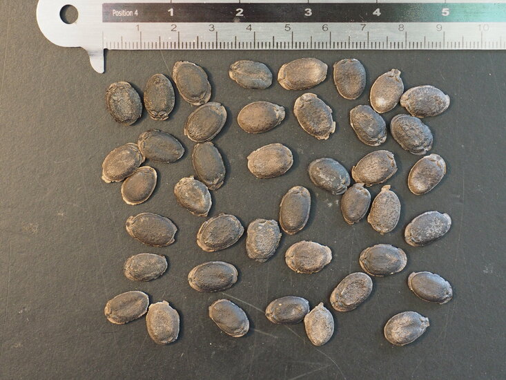 Schwammk&uuml;rbis (Luffa cylindrica)