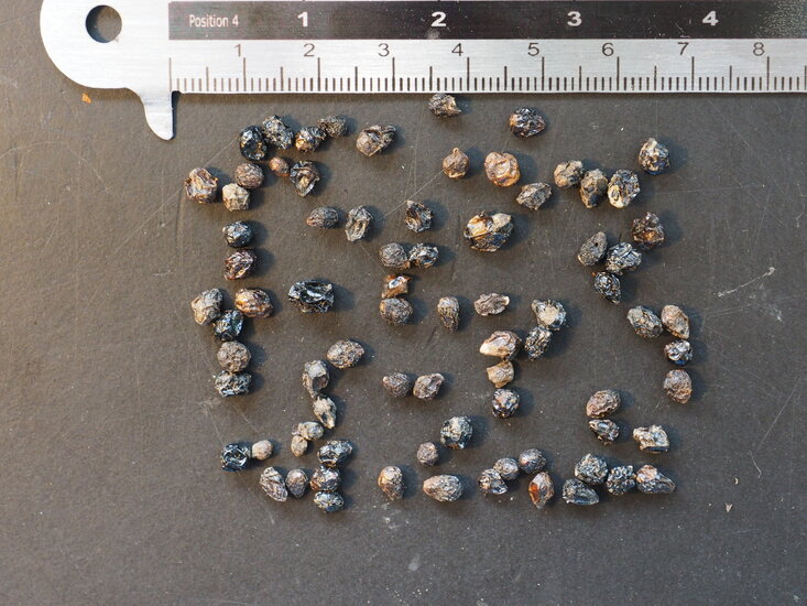 Wandelr&ouml;schen (Lantana camara)