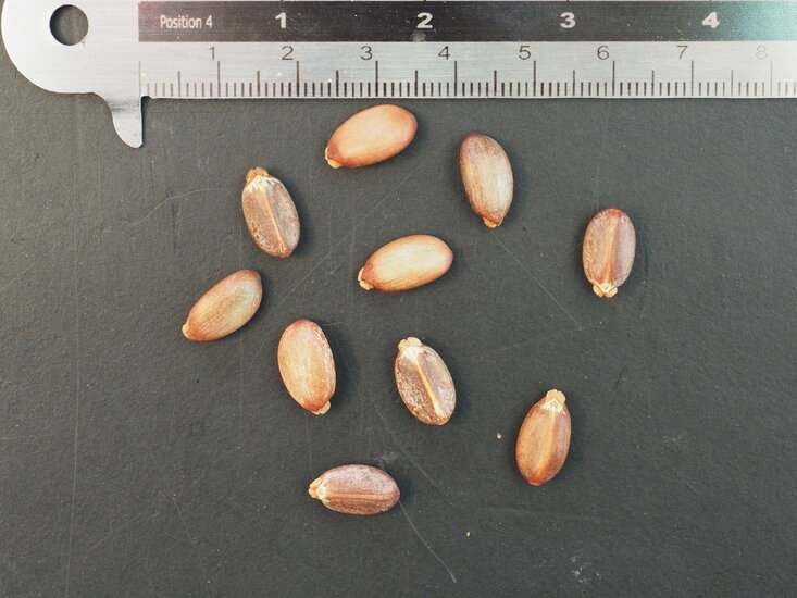 Flaschenpflanze (Jatropha podagrica)