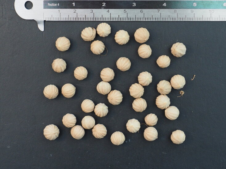 Vanuatu-F&auml;cherpalme (Licuala grandis)