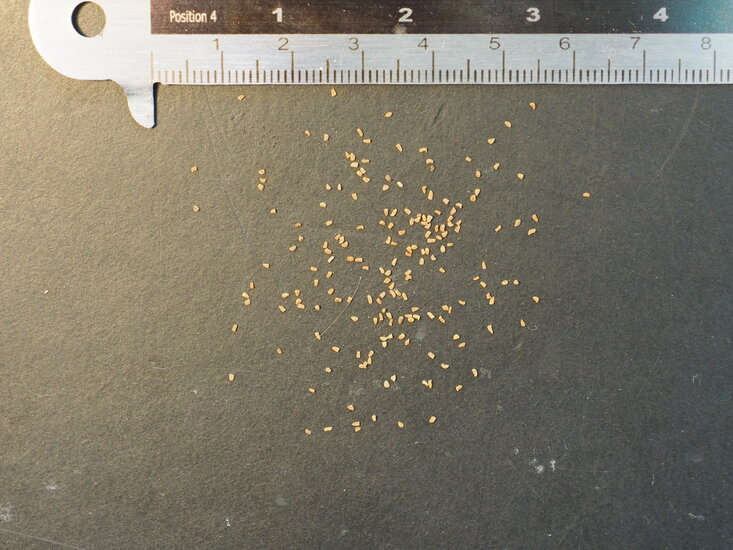 Kanarische Fingerhutpflanze (Isoplexis canariensis)