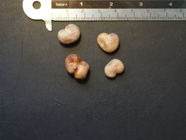 Fony-Baobab (Adansonia rubrostipa)