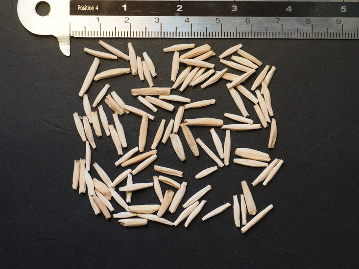 W&uuml;stenrose (Adenium obesum)