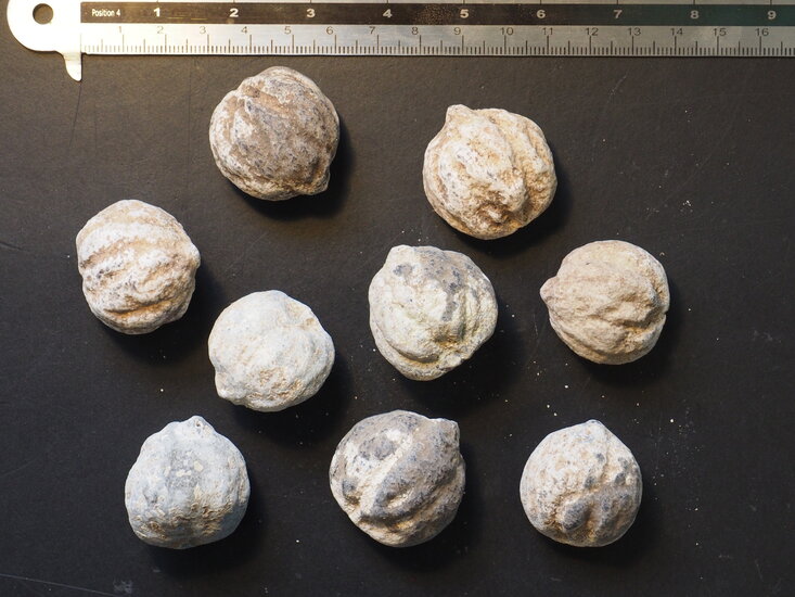 Kemirin&uuml;sse (Aleurites moluccana)