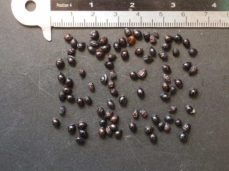 Gro&szlig;e Honigblume (Melianthus major)