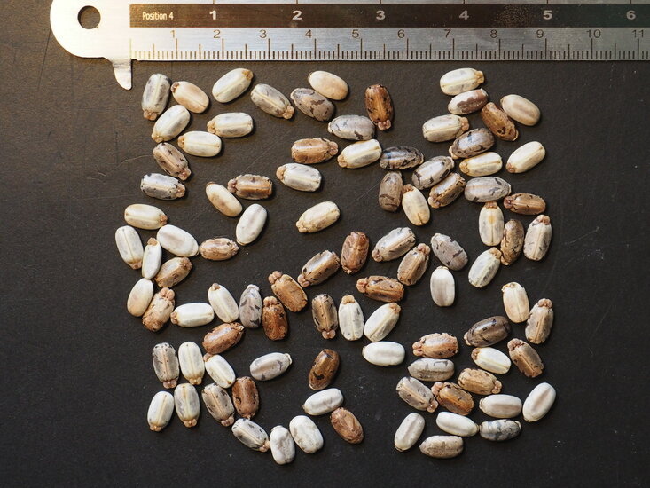 Maniok (Manihot esculenta)