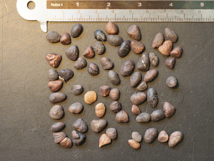 Bananenstrauch (Magnolia figo)