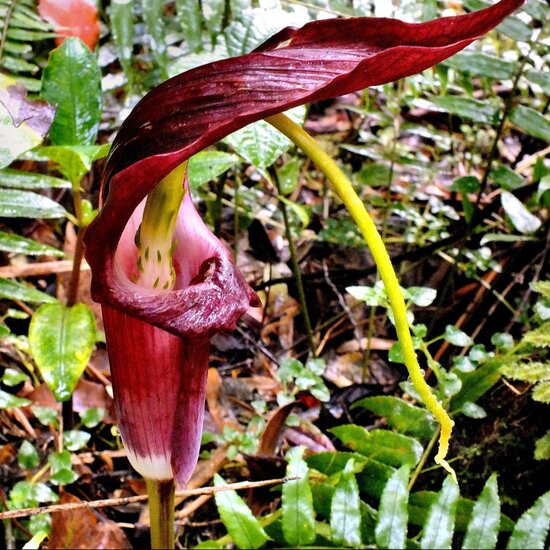 Tropische Kobralilie (Arisaema filiforme)