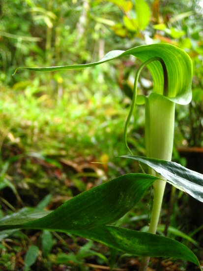 Tropische Kobralilie (Arisaema filiforme)